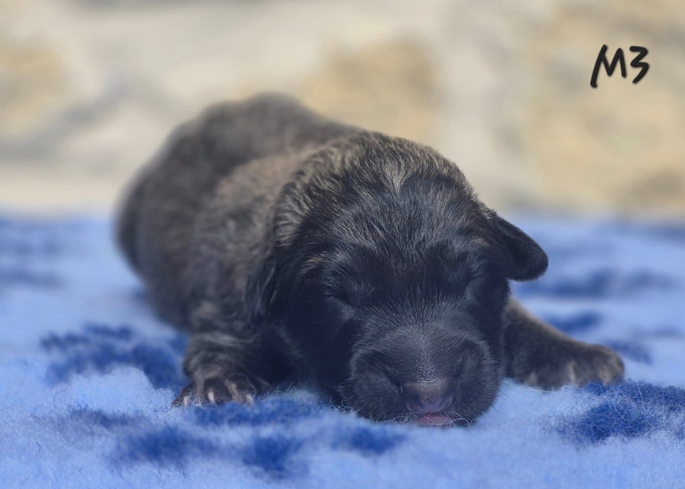 Chiot N°3 - Berger Belge