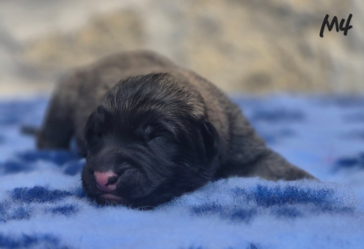 Chiot N°4 - Berger Belge