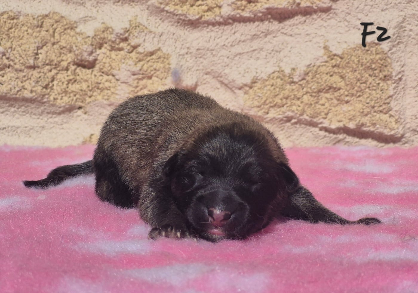 Chiot N°7 - Berger Belge