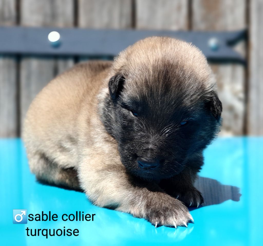 CHIOT - Berger Belge