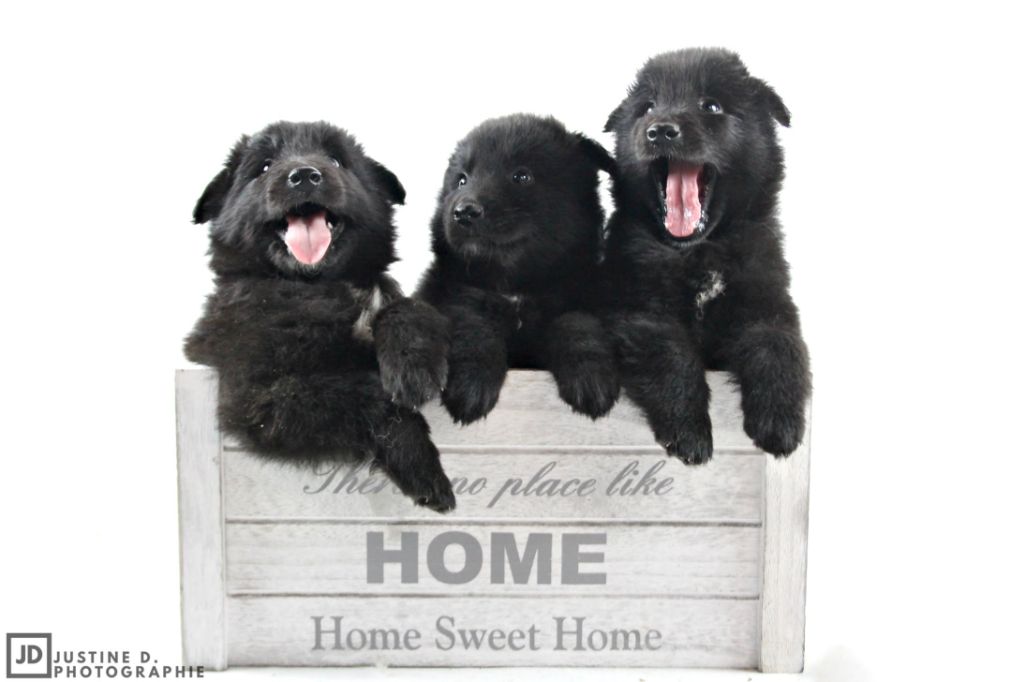 chiot Berger Belge des Famonadyns