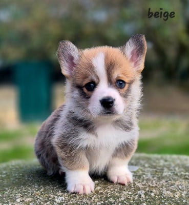 Les chiots de Welsh Corgi Pembroke