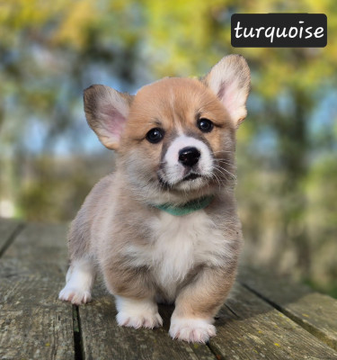 Les chiots de Welsh Corgi Pembroke