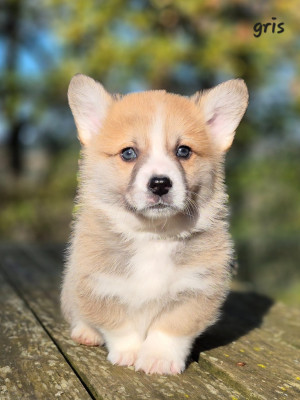 Les chiots de Welsh Corgi Pembroke