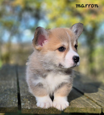 Les chiots de Welsh Corgi Pembroke