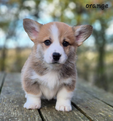 Les chiots de Welsh Corgi Pembroke