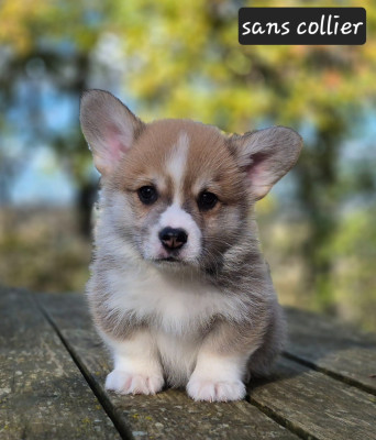 Les chiots de Welsh Corgi Pembroke