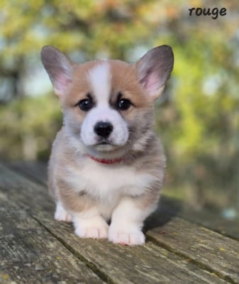 Les chiots de Welsh Corgi Pembroke