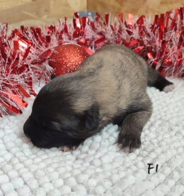 Les chiots de Berger Belge