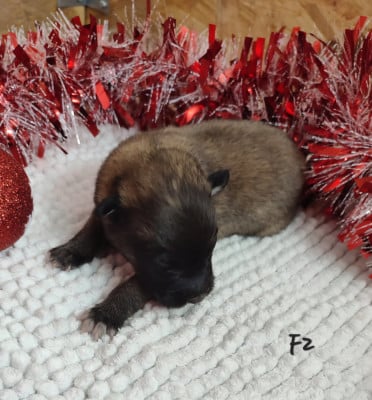 Les chiots de Berger Belge