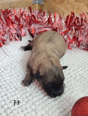 Les chiots de Berger Belge