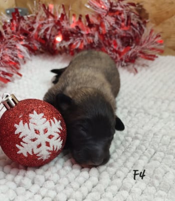 Les chiots de Berger Belge