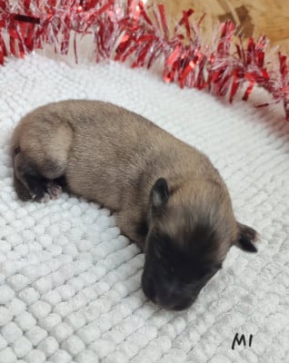 Les chiots de Berger Belge