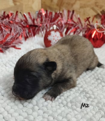 Les chiots de Berger Belge