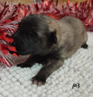 Les chiots de Berger Belge