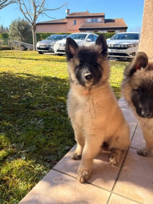 Les chiots de Berger Belge