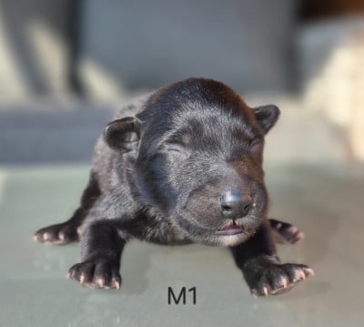 Les chiots de Berger Belge