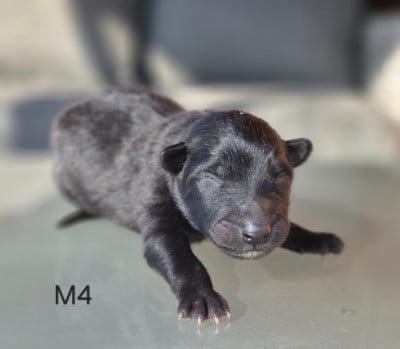 Les chiots de Berger Belge