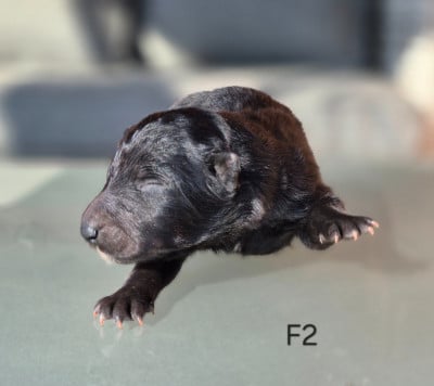 Les chiots de Berger Belge