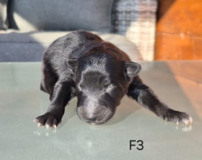 Les chiots de Berger Belge