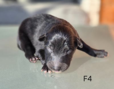 Les chiots de Berger Belge