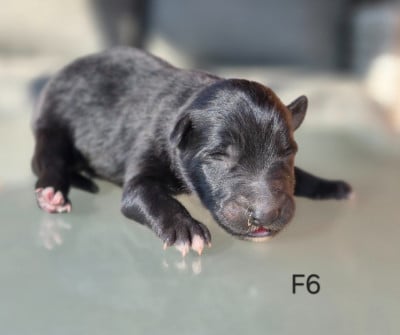 Les chiots de Berger Belge