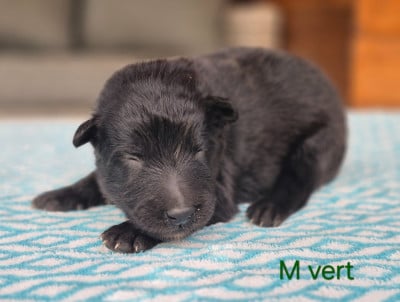 Les chiots de Berger Belge