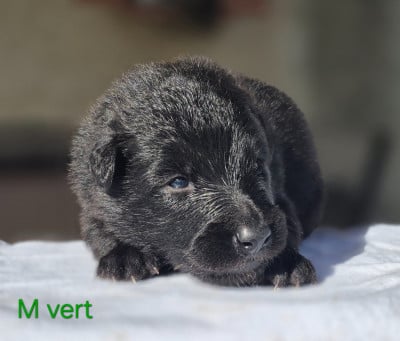 Les chiots de Berger Belge
