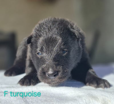 Les chiots de Berger Belge