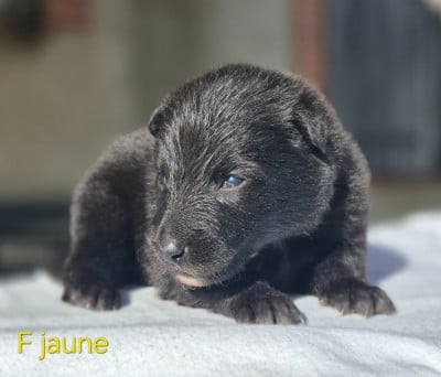 Les chiots de Berger Belge