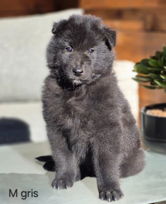 Les chiots de Berger Belge