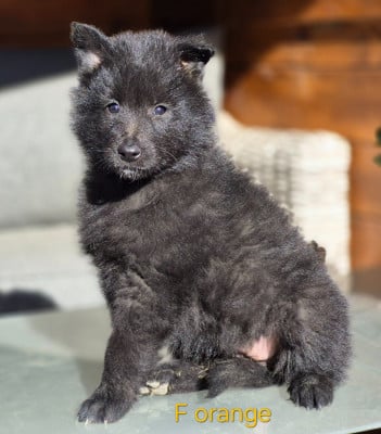 Les chiots de Berger Belge