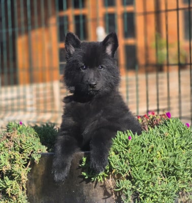 Les chiots de Berger Belge