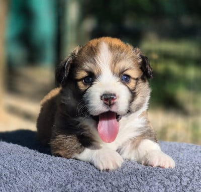 Les chiots de Welsh Corgi Pembroke