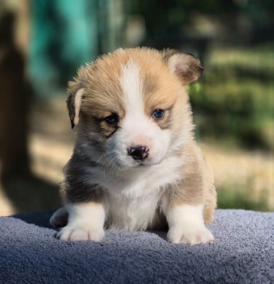 Les chiots de Welsh Corgi Pembroke