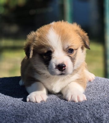 Les chiots de Welsh Corgi Pembroke