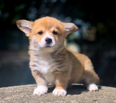 Les chiots de Welsh Corgi Pembroke