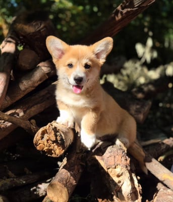 Les chiots de Welsh Corgi Pembroke