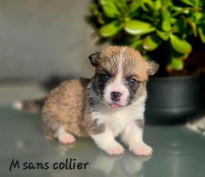 Les chiots de Welsh Corgi Pembroke