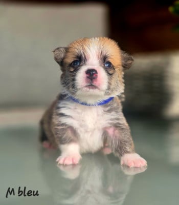 Les chiots de Welsh Corgi Pembroke