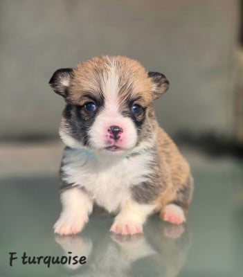 Les chiots de Welsh Corgi Pembroke