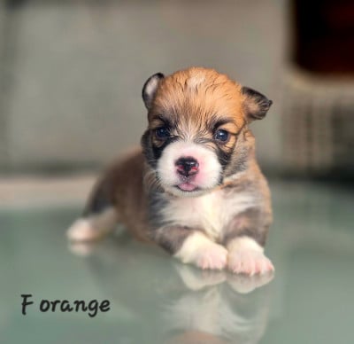 Les chiots de Welsh Corgi Pembroke