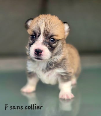 Les chiots de Welsh Corgi Pembroke