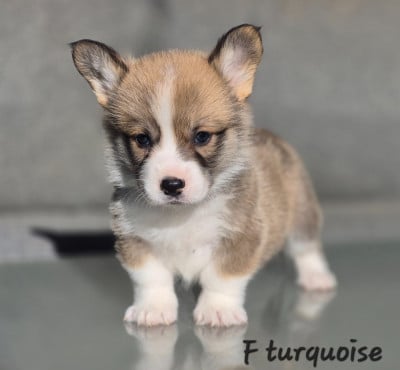 Les chiots de Welsh Corgi Pembroke