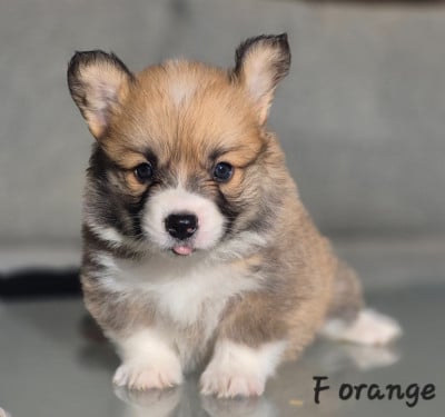 Les chiots de Welsh Corgi Pembroke