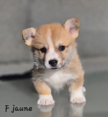 Les chiots de Welsh Corgi Pembroke