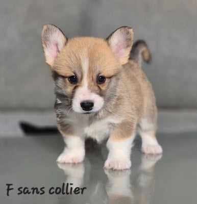 Les chiots de Welsh Corgi Pembroke