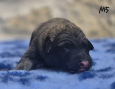 Les chiots de Berger Belge