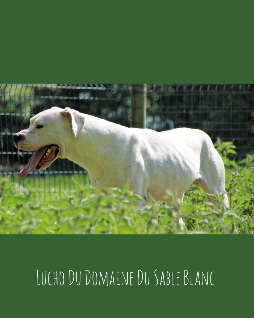 Publication : du Domaine du Sable Blanc Auteur : Le Domaine Du Sable Blanc