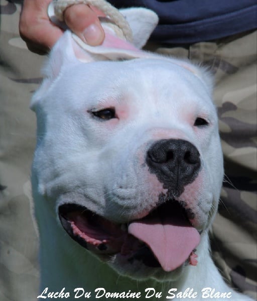 Publication : du Domaine du Sable Blanc Auteur : Le Domaine Du Sable Blanc